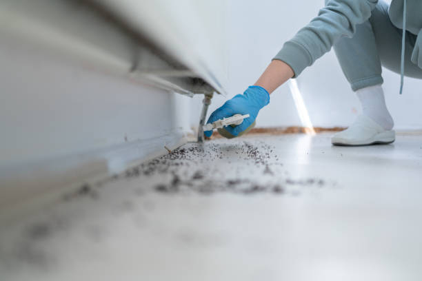 Best Flea Control Services  in Hometown, PA